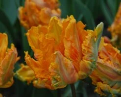 Tulip 'Princess Irene Parrot' -Beauty Flowers Shop tulip princess irene parrot 3