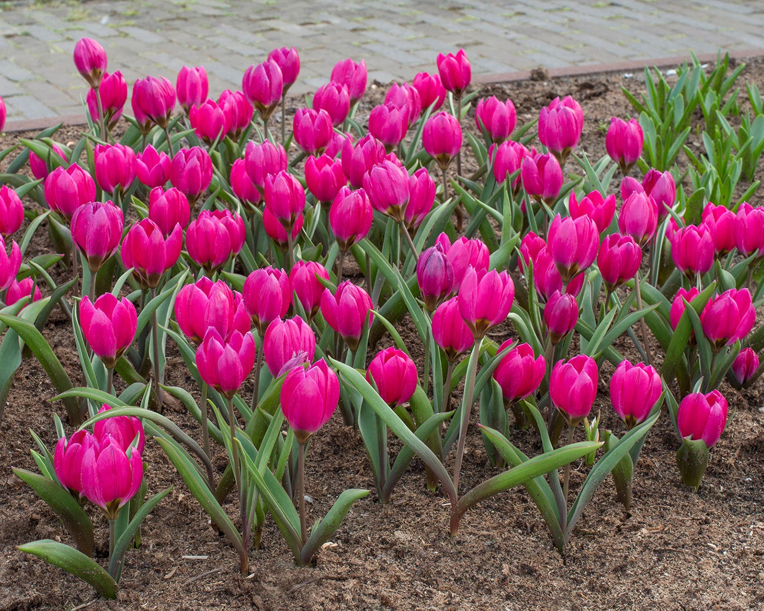 Tulip Pulchella Violacea 4 Tulip Pulchella Violacea - Image 2