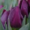 Tulip 'Purple Lady' 2 Tulip 'Purple Lady' -Beauty Flowers Shop tulip purple lady 1