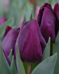 Tulip 'Purple Lady'