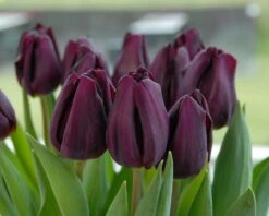 Tulip 'Purple Lady' 10 Tulip 'Purple Lady' -Beauty Flowers Shop tulip purple lady 2