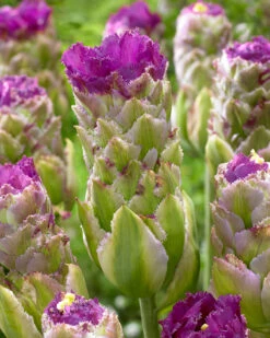 Tulip 'Purple Tower' 8 Tulip 'Purple Tower' -Beauty Flowers Shop tulip purple tower 0