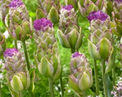 Tulip 'Purple Tower' 9 Tulip 'Purple Tower' -Beauty Flowers Shop tulip purple tower 2