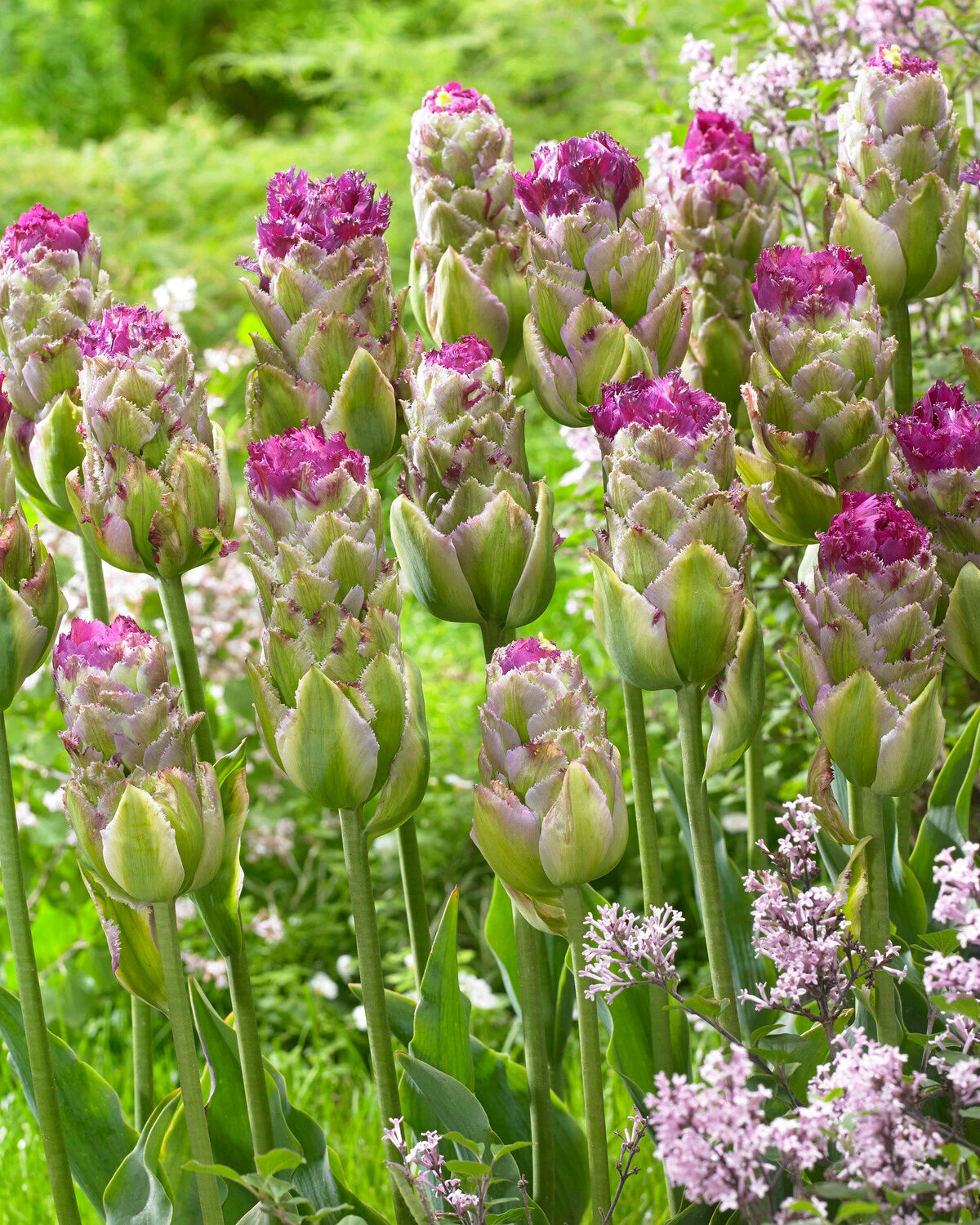 Tulip 'Purple Tower' 4 Tulip 'Purple Tower' - Image 2