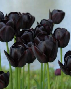 Tulip Collection 'Night & Day' 14 Tulip Collection 'Night & Day' -Beauty Flowers Shop tulip queen of night
