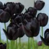 Tulip 'Queen Of Night' 1 Tulip 'Queen Of Night' -Beauty Flowers Shop tulip queen of night 8