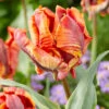Tulip 'Rasta Parrot' -Beauty Flowers Shop tulip rasta parrot 2