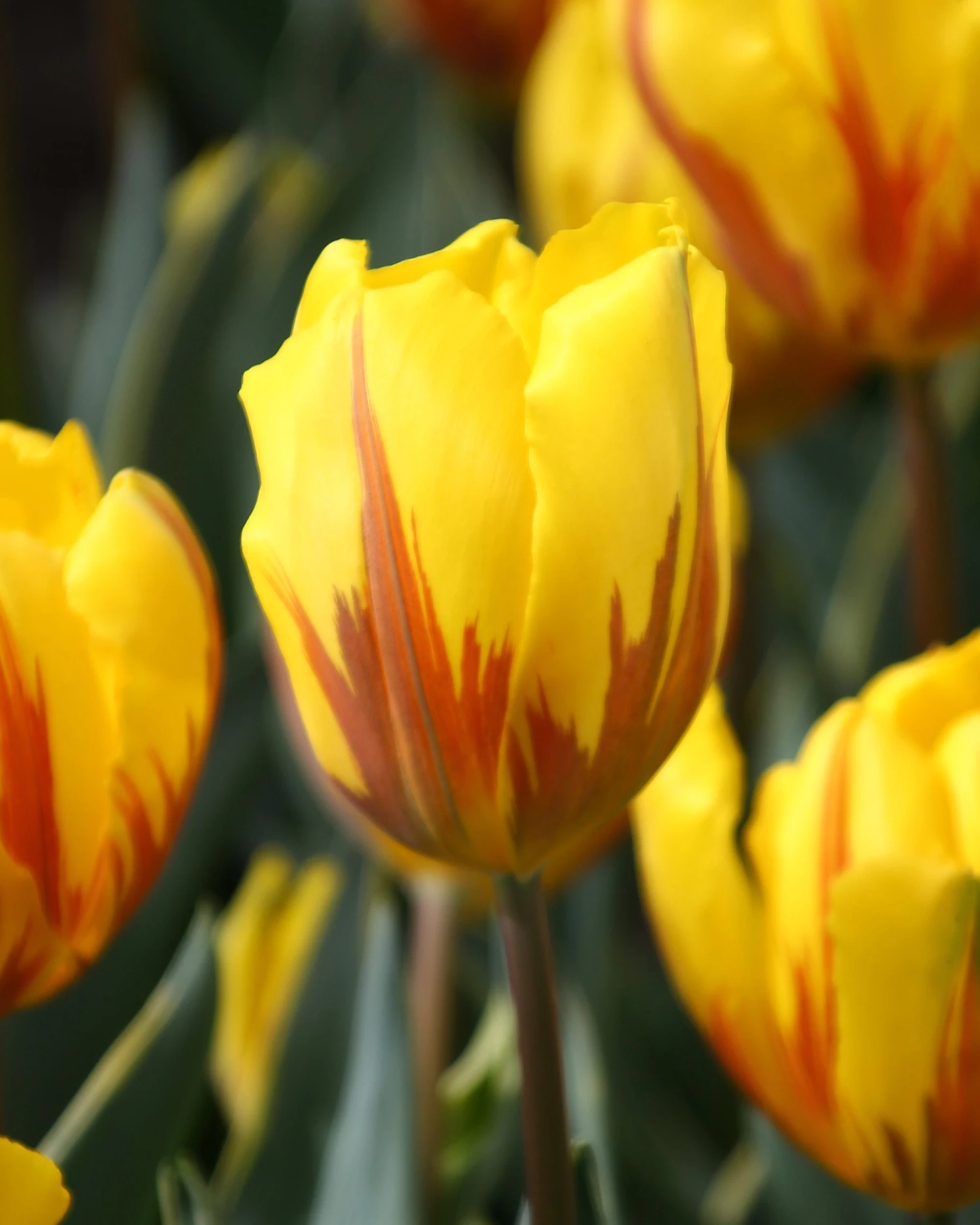 Tulip 'Ravana' 3 Tulip 'Ravana'