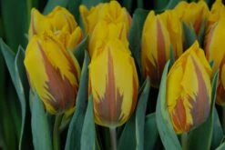 Tulip 'Ravana' 10 Tulip 'Ravana' -Beauty Flowers Shop tulip ravana 3