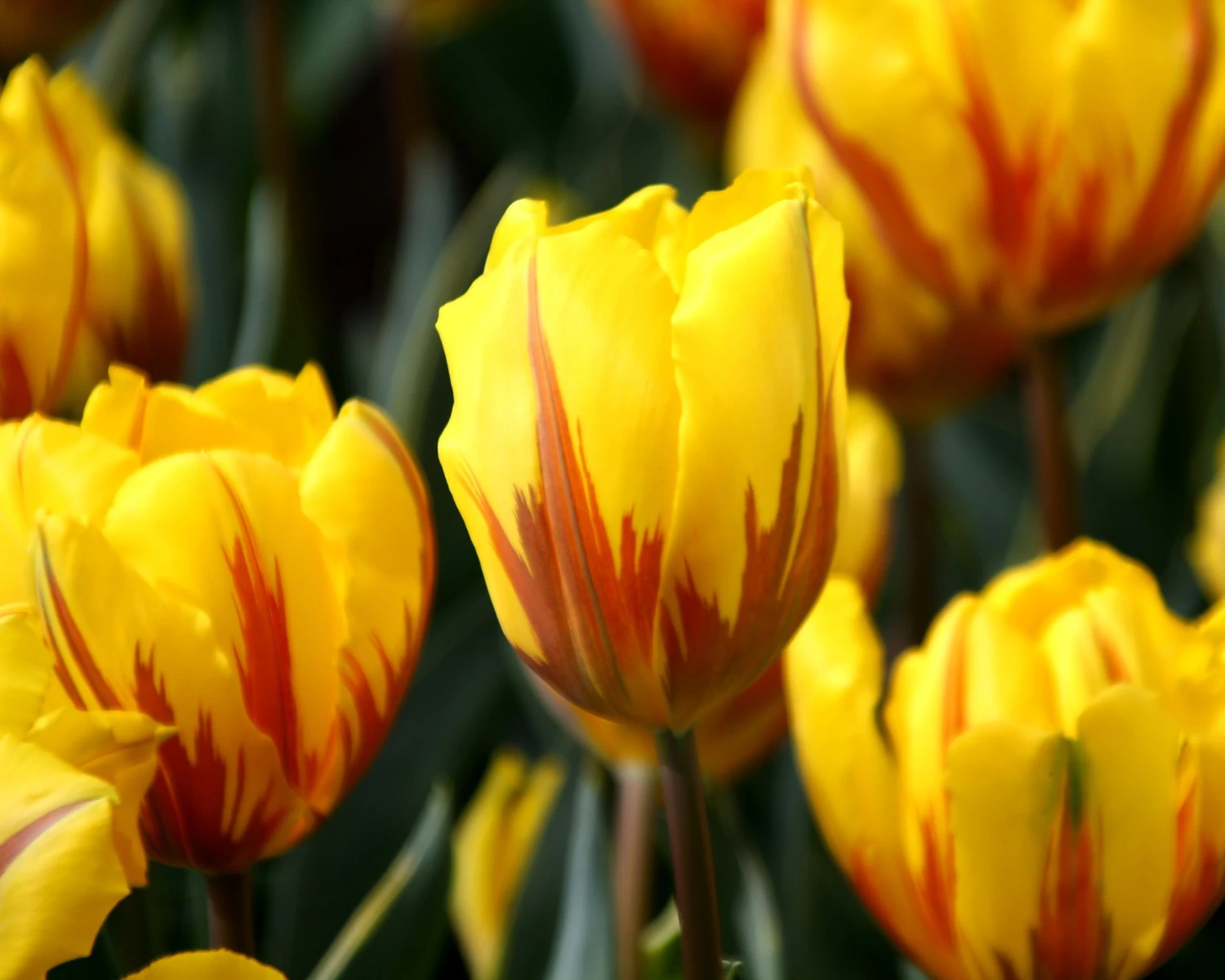 Tulip 'Ravana' 5 Tulip 'Ravana' - Image 3