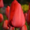 Tulip 'Red Impression' 2 Tulip 'Red Impression' -Beauty Flowers Shop tulip red impression 1