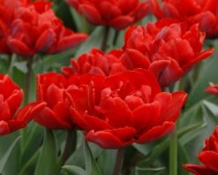 Tulip 'Red Princess' 12 Tulip 'Red Princess' -Beauty Flowers Shop tulip red princess 3