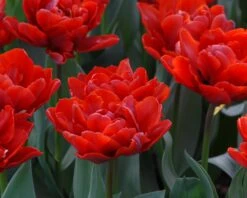 Tulip 'Red Princess' 14 Tulip 'Red Princess' -Beauty Flowers Shop tulip red princess 4