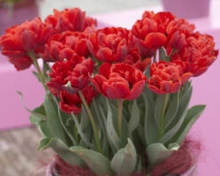 Tulip 'Red Princess' 11 Tulip 'Red Princess' -Beauty Flowers Shop tulip red princess 6