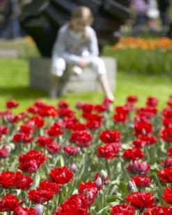Tulip 'Red Princess' 13 Tulip 'Red Princess' -Beauty Flowers Shop tulip red princess 7