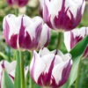 Tulip 'Rems Favourite' 2 Tulip 'Rems Favourite' -Beauty Flowers Shop tulip rems favourite 1 f17a945d 803d 494a 8e0f c6299022ed09