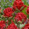 Tulip 'Rococo Double' 2 Tulip 'Rococo Double' -Beauty Flowers Shop tulip rococo double 1