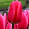 Tulip 'Rosy Delight' 1 Tulip 'Rosy Delight' -Beauty Flowers Shop tulip rosy delight 8