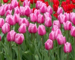 Tulip 'Saint Petersburg' 7 Tulip 'Saint Petersburg' -Beauty Flowers Shop tulip saint petersburg 2