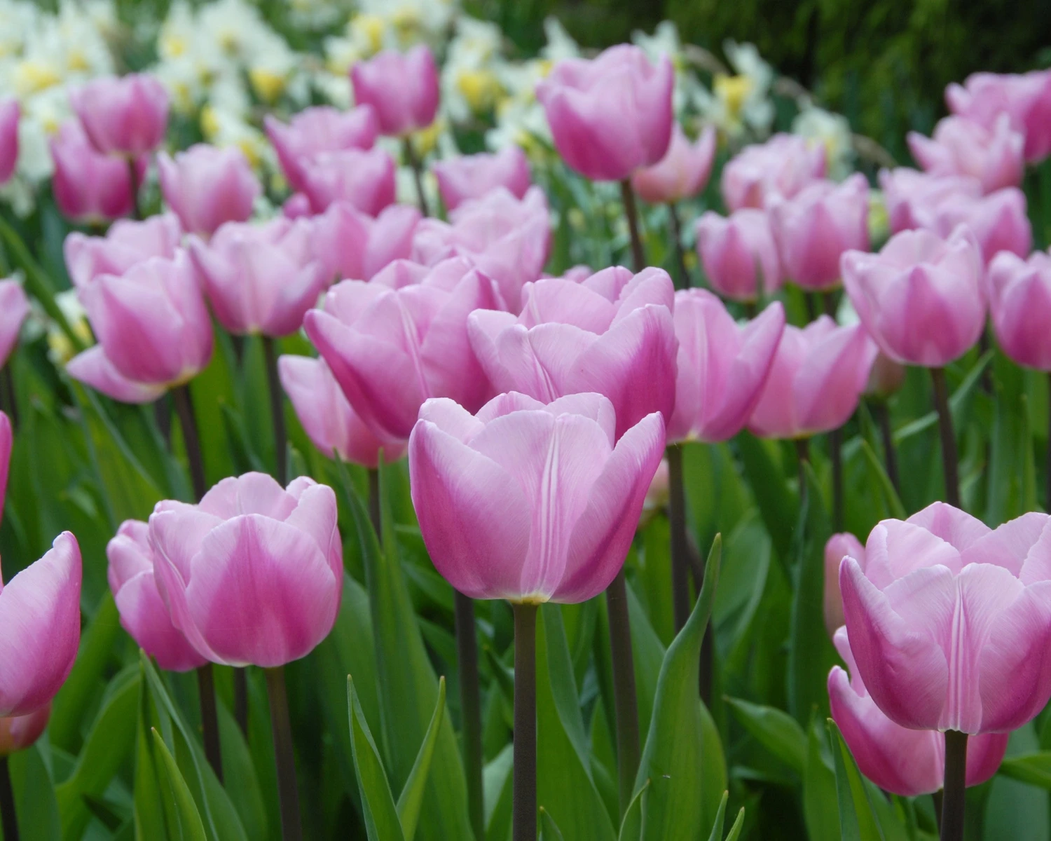 Tulip 'Saint Petersburg' 4 Tulip 'Saint Petersburg' - Image 2