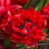 Tulip 'Samantha' 1 Tulip 'Samantha' -Beauty Flowers Shop tulip samantha 1