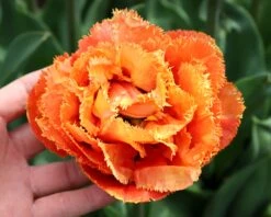 Tulip 'Sensual Touch' 8 Tulip 'Sensual Touch' -Beauty Flowers Shop tulip sensual touch 00