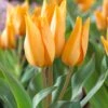 Tulip Praestans 'Shogun' 2 Tulip Praestans 'Shogun' -Beauty Flowers Shop tulip shogun 0