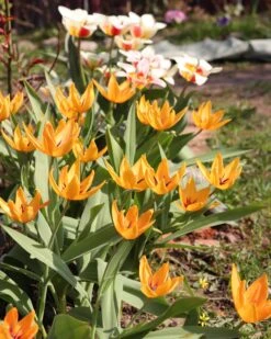 Tulip Praestans 'Shogun' -Beauty Flowers Shop tulip shogun 1