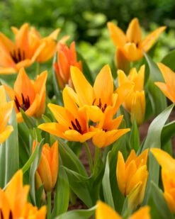 Tulip Praestans 'Shogun' -Beauty Flowers Shop tulip shogun 2