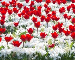 Tulip 'Showwinner' 11 Tulip 'Showwinner' -Beauty Flowers Shop tulip showwinner 6