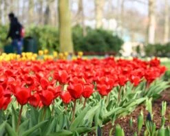 Tulip 'Showwinner' 14 Tulip 'Showwinner' -Beauty Flowers Shop tulip showwinner 7