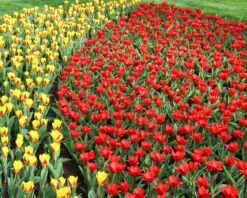 Tulip 'Showwinner' 15 Tulip 'Showwinner' -Beauty Flowers Shop tulip showwinner 9