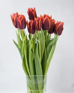 Tulip 'Slawa' 17 Tulip 'Slawa' -Beauty Flowers Shop tulip slawa 2