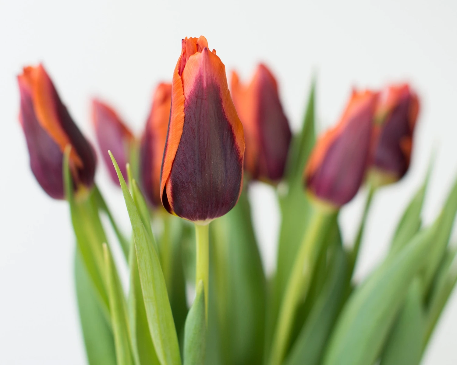 Tulip 'Slawa' 7 Tulip 'Slawa' - Image 5