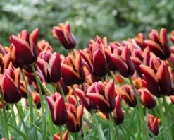 Tulip 'Slawa' 12 Tulip 'Slawa' -Beauty Flowers Shop tulip slawa 3 edb2228f 32b9 41e6 bf13 487c8ac45485