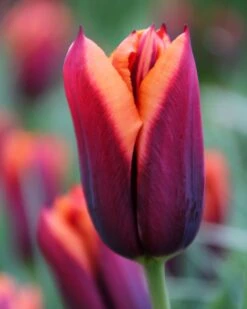 Tulip 'Slawa' 11 Tulip 'Slawa' -Beauty Flowers Shop tulip slawa 4