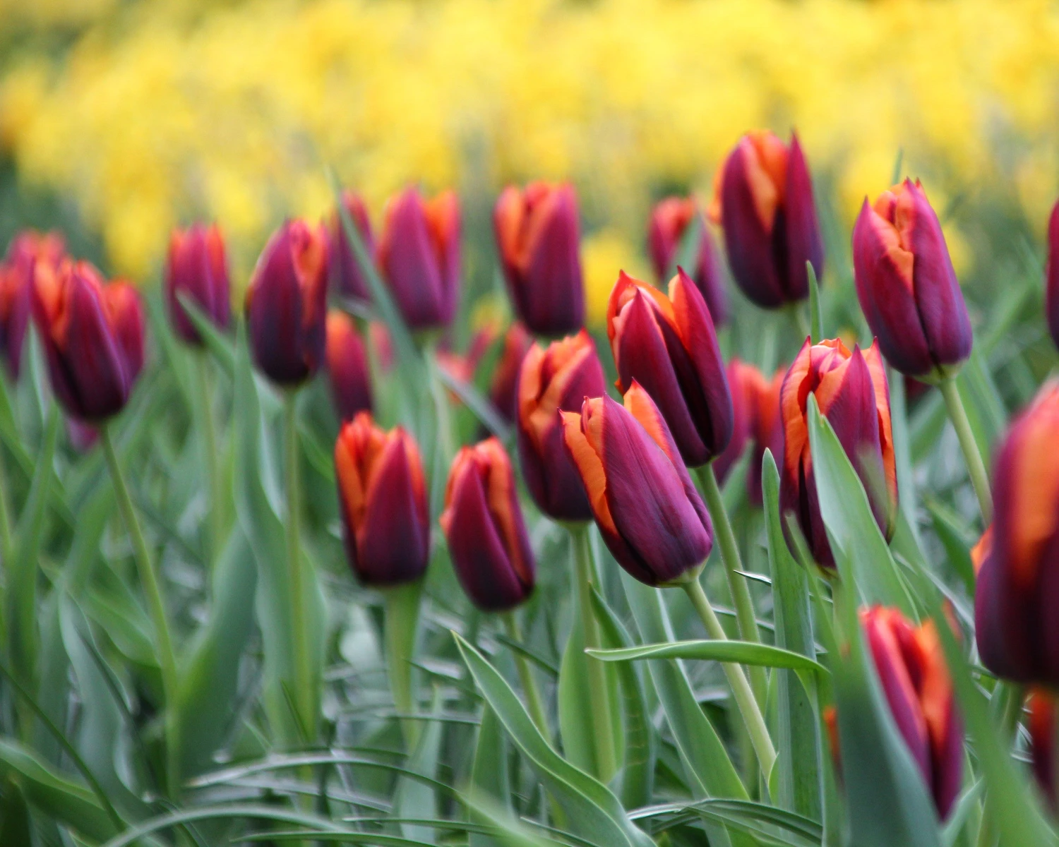 Tulip 'Slawa' 8 Tulip 'Slawa' - Image 6