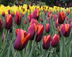 Tulip 'Slawa' 13 Tulip 'Slawa' -Beauty Flowers Shop tulip slawa 7