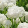 Tulip 'Snow Crystal' 2 Tulip 'Snow Crystal' -Beauty Flowers Shop tulip snow crystal 1