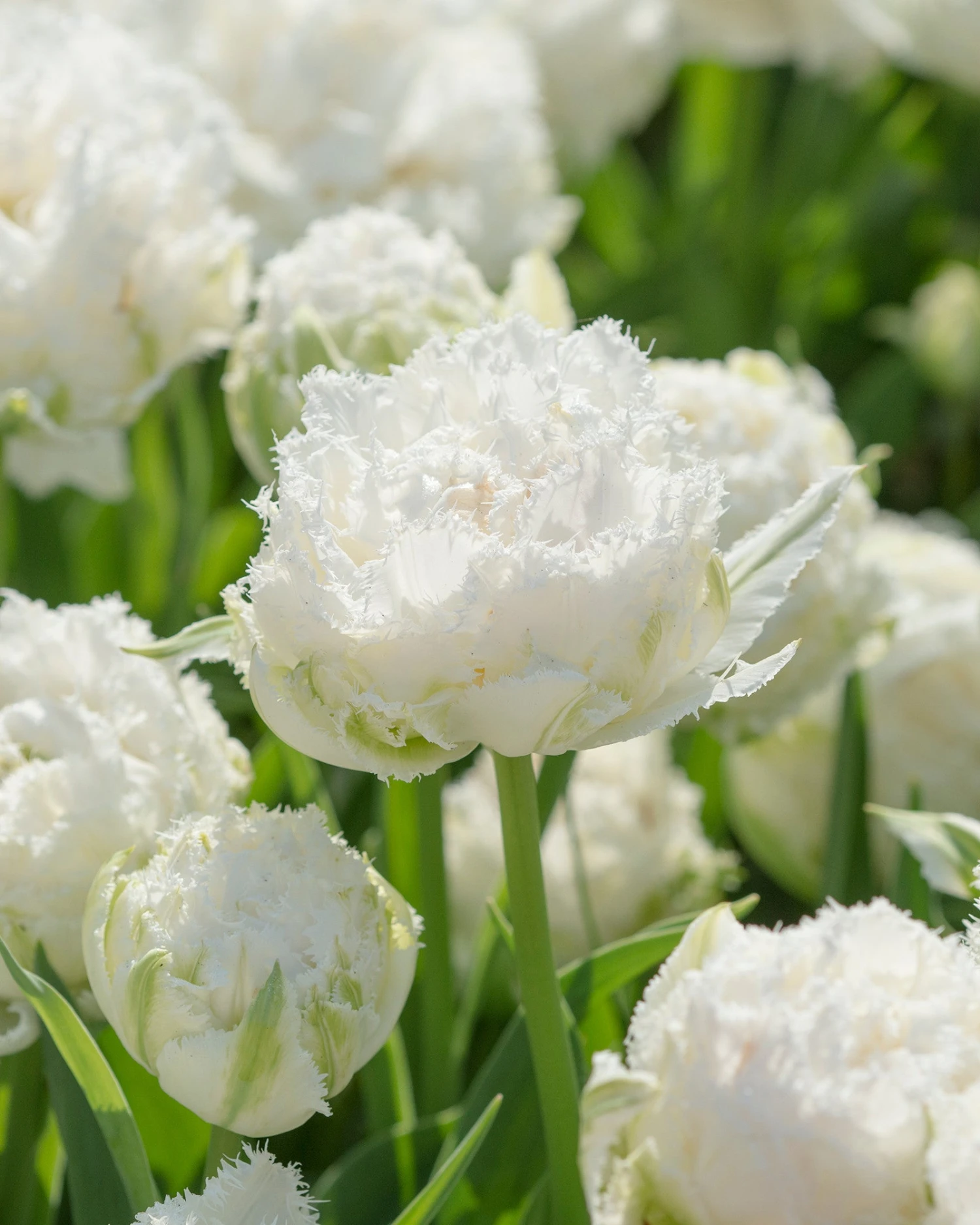 Tulip 'Snow Crystal' 3 Tulip 'Snow Crystal'