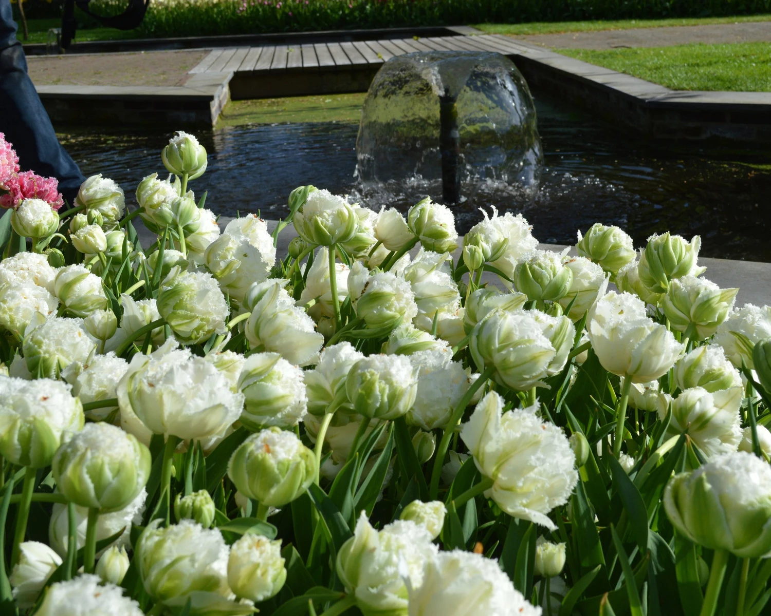 Tulip 'Snow Crystal' 4 Tulip 'Snow Crystal' - Image 2