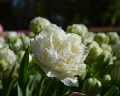 Tulip 'Snow Crystal' 10 Tulip 'Snow Crystal' -Beauty Flowers Shop tulip snow crystal 4
