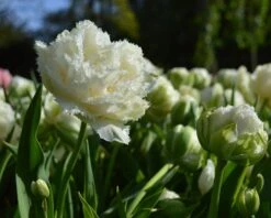 Tulip 'Snow Crystal' 9 Tulip 'Snow Crystal' -Beauty Flowers Shop tulip snow crystal 5