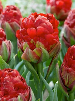 Tulip Collection 'Sorbetto' 12 Tulip Collection 'Sorbetto' -Beauty Flowers Shop tulip sorbetto 1