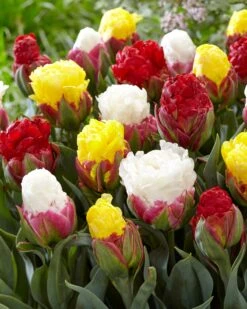 Tulip Collection 'Sorbetto' 13 Tulip Collection 'Sorbetto' -Beauty Flowers Shop tulip sorbetto 2 0a2bc020 e111 4bcf a55e 638351cc790e