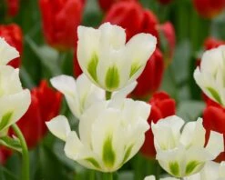 Tulip 'Spring Green' -Beauty Flowers Shop tulip spring green 1