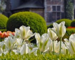 Tulip 'Spring Green' -Beauty Flowers Shop tulip spring green 3