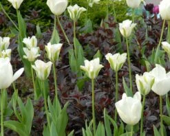 Tulip 'Spring Green' -Beauty Flowers Shop tulip spring green 4