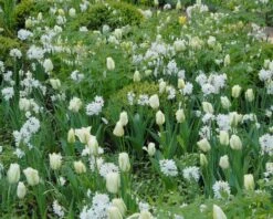 Tulip 'Spring Green' -Beauty Flowers Shop tulip spring green 5