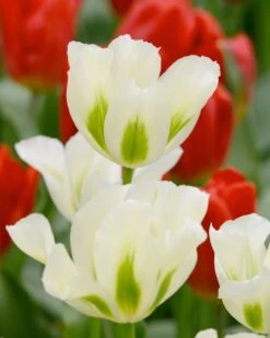 Tulip 'Spring Green'